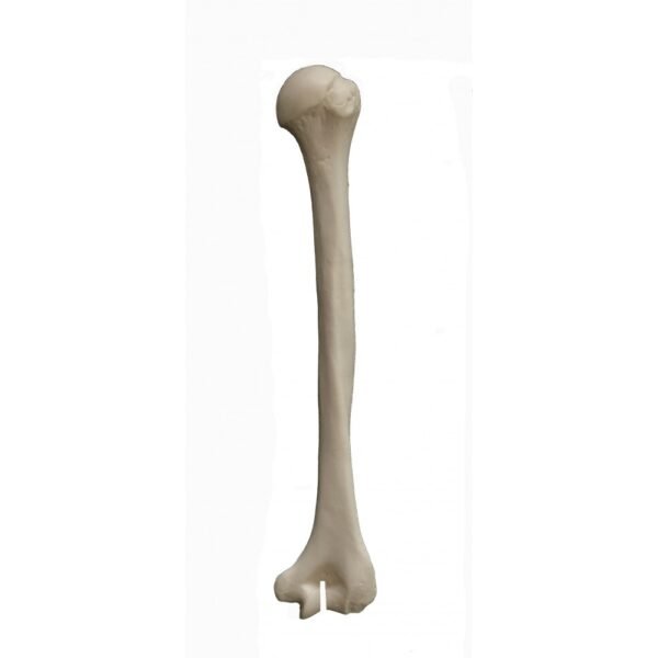 Bones