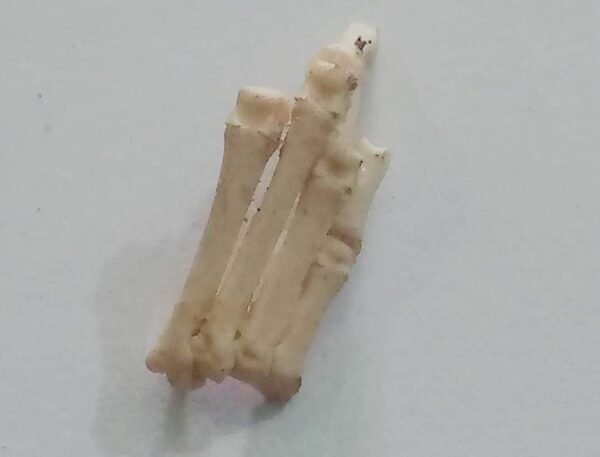 Bones - Image 11