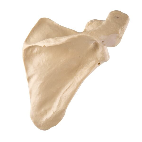 Bones - Image 14
