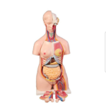 Model: Female torso