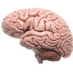 Model: Brain