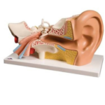 Model: Human Ear
