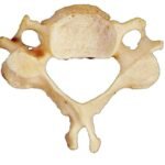 Bone : Cervical Small