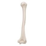Bone: Humerus Per Pair, Rabbit