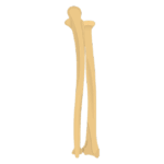 Bone: Radius & Ulna Per Pair, Rabbit