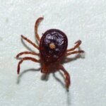 Preserved specimen: Tick