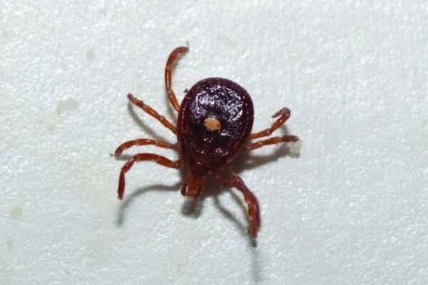 Preserved specimen: Tick