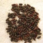 Preserved specimen: Housefly pupa