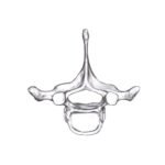 Bone: Thoracic (Big)