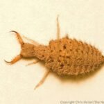 Preserved specimen: Lion ant