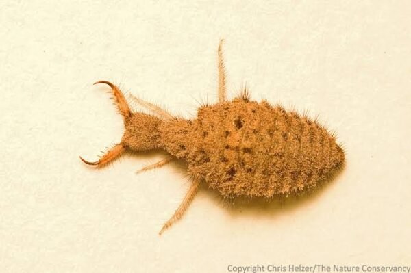Preserved specimen: Lion ant