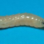 Preserved specimen: Housefly maggot