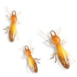 Preserved specimen: Termites (wet)