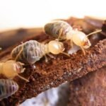 Preserved specimen: Termites (workers)