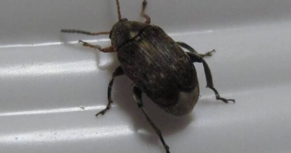 Preserved specimen: Weevil