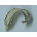 Preserved specimen: Liver fluke (wet)