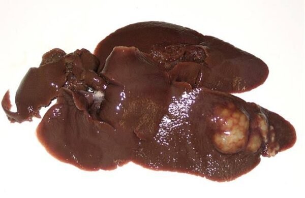 Preserved specimen: Rabbit liver
