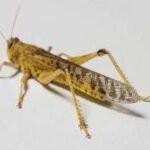 Preserved specimen: Grasshopper