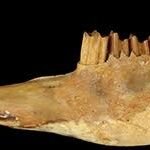 Bone: upper jaw bone rabbit (small)