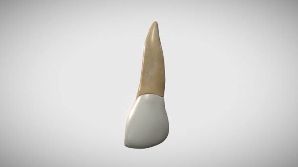 Bone: Incisors