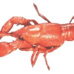 Preserved specimen: Lobster Glass mounted