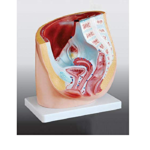 Model: Human female pelvis section (1 part)