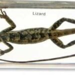 Preserved specimen: Lizard Glass mounted