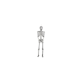 Model: Human Skeleton Medium 85cm