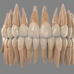 Model: Teeth (small) Human dentition