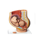 Model : Baby in uterus