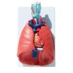 Model: Respiratory system