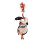 Model: Human Anatomy (Digestive System)