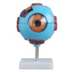 Model: Eye (giant)