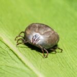 Preserved specimen: Tick (cow)