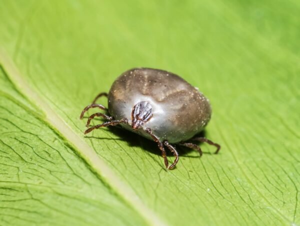 Preserved specimen: Tick (cow)